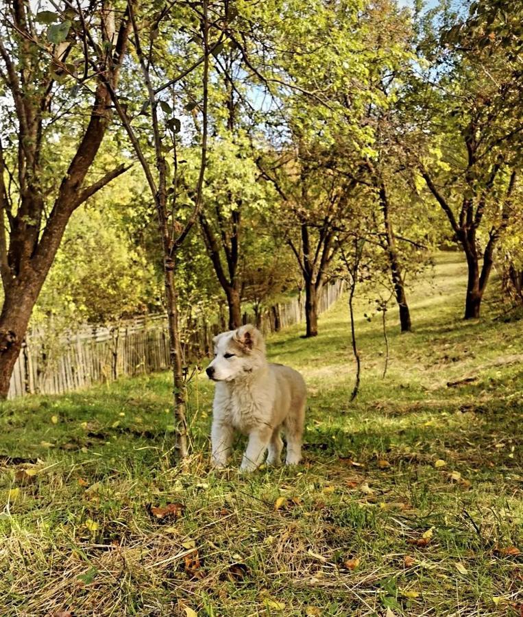 Doftana Apartaments Teşila Exteriér fotografie