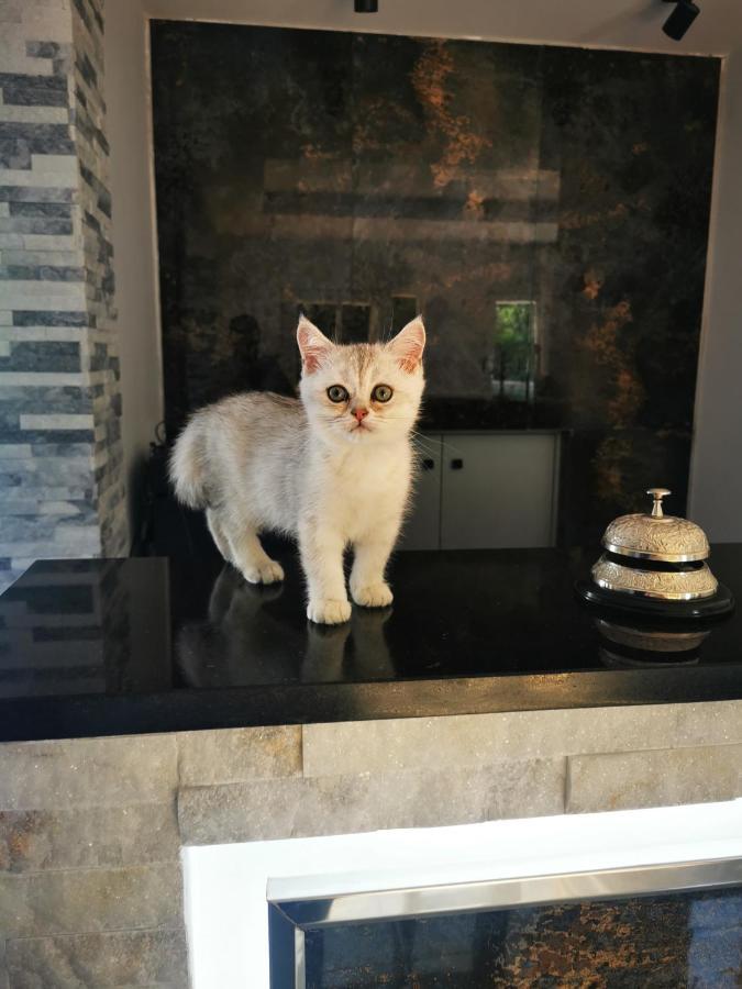 Doftana Apartaments Teşila Exteriér fotografie